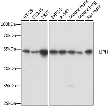 LIPH Polyclonal Antibody