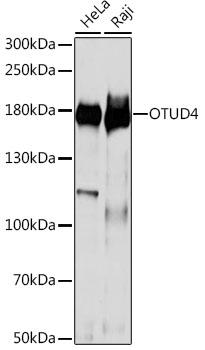 OTUD4 Polyclonal Antibody