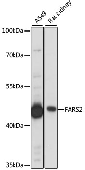 FARS2 Polyclonal Antibody