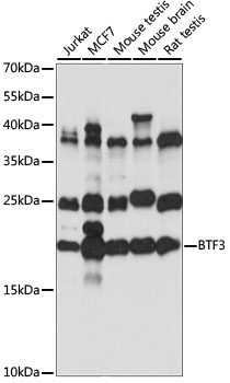 BTF3 Polyclonal Antibody