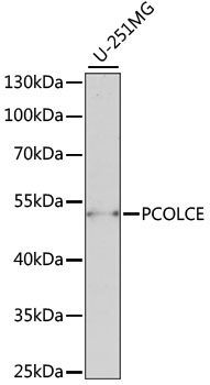 PCOLCE Polyclonal Antibody