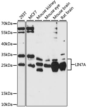 LIN7A Polyclonal Antibody