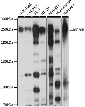 KIF20B Polyclonal Antibody