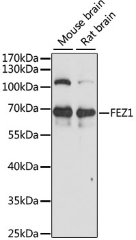 FEZ1 Polyclonal Antibody