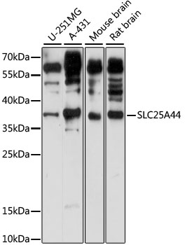 SLC25A44 Polyclonal Antibody