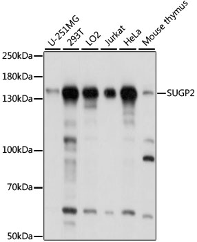 SUGP2 Polyclonal Antibody