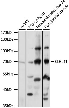 KLHL41 Polyclonal Antibody