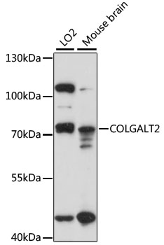 COLGALT2 Polyclonal Antibody