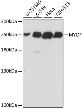 MYOF Polyclonal Antibody
