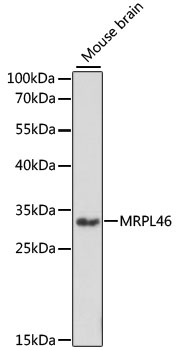 MRPL46 Polyclonal Antibody