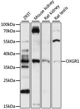 OXGR1 Polyclonal Antibody