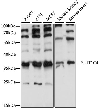 SULT1C4 Polyclonal Antibody