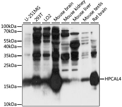HPCAL4 Polyclonal Antibody