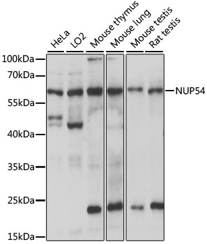 NUP54 Polyclonal Antibody