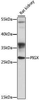 PIGX Polyclonal Antibody