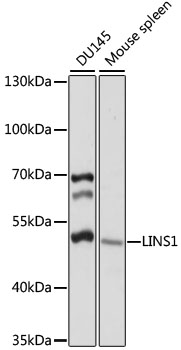 LINS1 Polyclonal Antibody