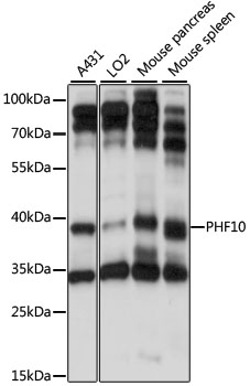 PHF10 Polyclonal Antibody