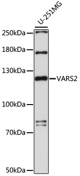 VARS2 Polyclonal Antibody