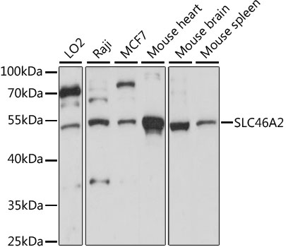 SLC46A2 Polyclonal Antibody