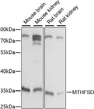 MTHFSD Polyclonal Antibody