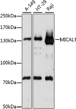 MICAL1 Polyclonal Antibody