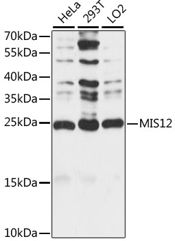 MIS12 Polyclonal Antibody
