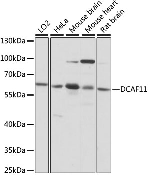 DCAF11 Polyclonal Antibody