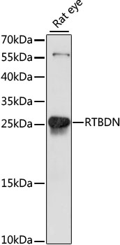 RTBDN Polyclonal Antibody