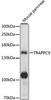 TRAPPC9 Polyclonal Antibody