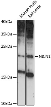 NICN1 Polyclonal Antibody