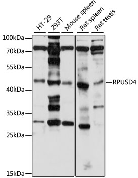 RPUSD4 Polyclonal Antibody