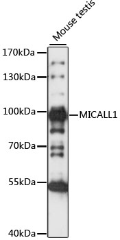 MICALL1 Polyclonal Antibody