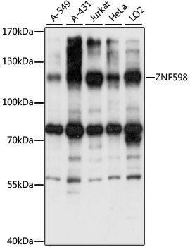 ZNF598 Polyclonal Antibody