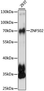 ZNF502 Polyclonal Antibody