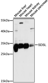 SDSL Polyclonal Antibody