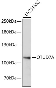 OTUD7A Polyclonal Antibody