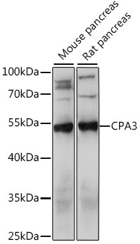 CPA3 Polyclonal Antibody