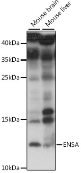 ENSA Polyclonal Antibody
