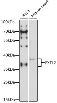 EXTL2 Polyclonal Antibody