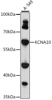 KCNA10 Polyclonal Antibody