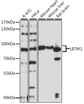 LETM1 Polyclonal Antibody