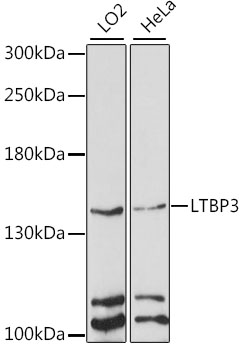 LTBP3 Polyclonal Antibody