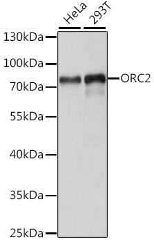 ORC2 Polyclonal Antibody