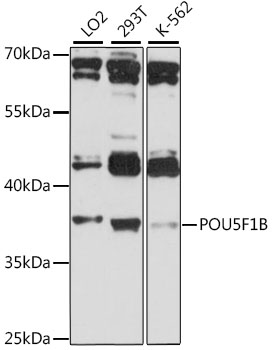 POU5F1B Polyclonal Antibody