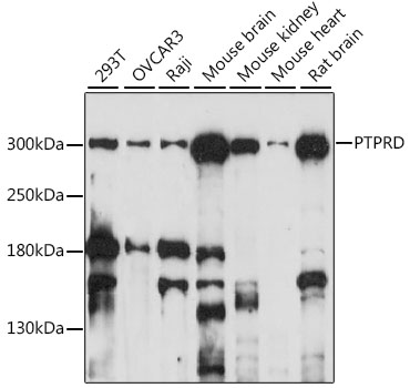 PTPRD Polyclonal Antibody