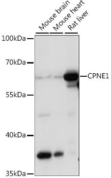 CPNE1 Polyclonal Antibody