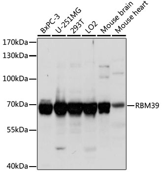 RBM39 Polyclonal Antibody