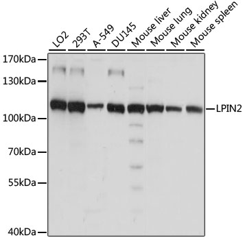 LPIN2 Polyclonal Antibody