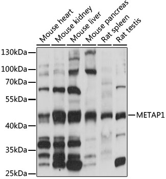 METAP1 Polyclonal Antibody