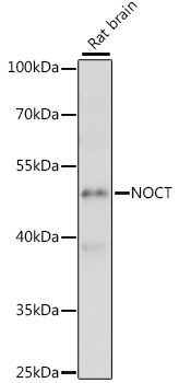 NOCT Polyclonal Antibody